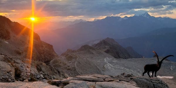 Stage alpinisme Orny Trient