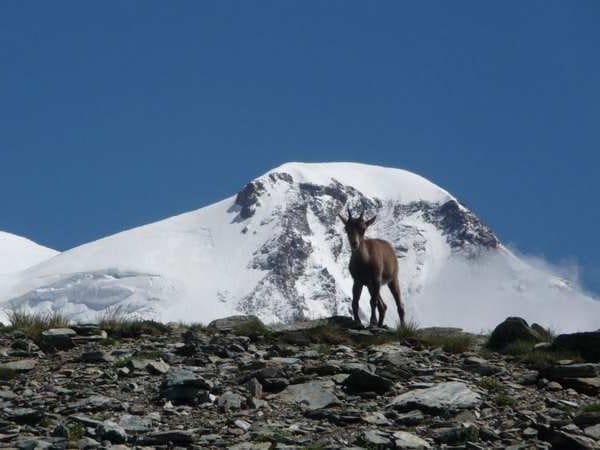 Traversée des 4000 du Mont-Rose en 5 jours