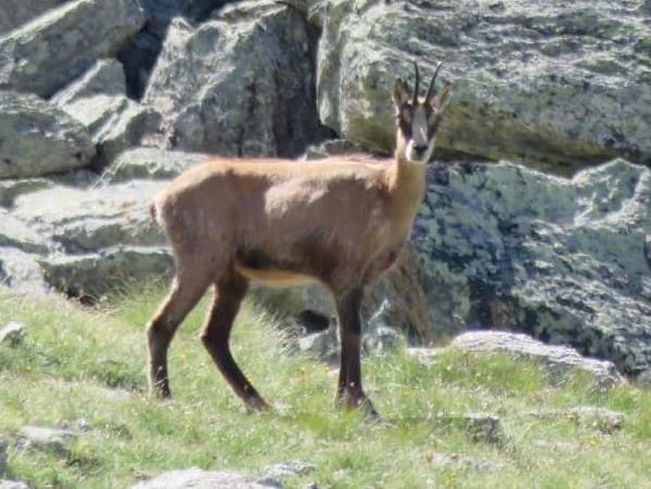 Besteigung des Gipfel des Gran Paradiso 4061 m - 2 Tage