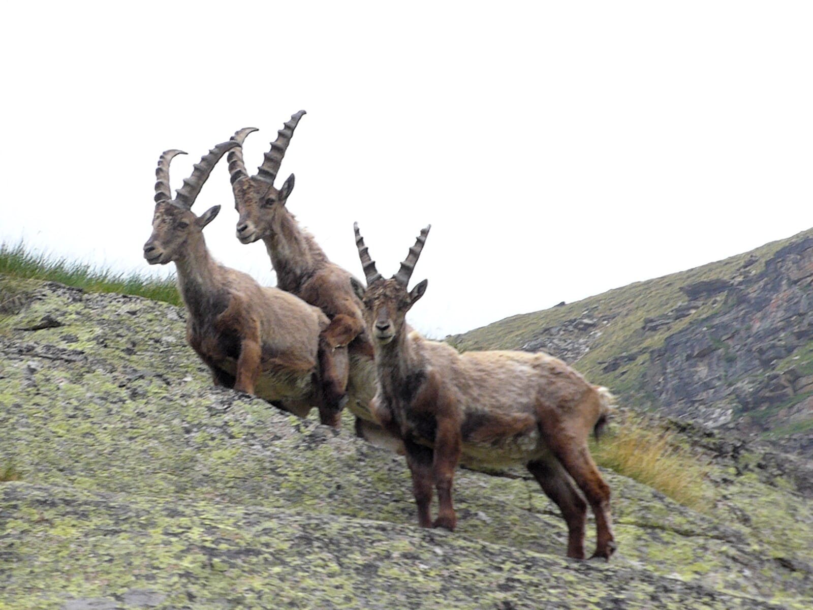 Trekking am Gran Paradiso