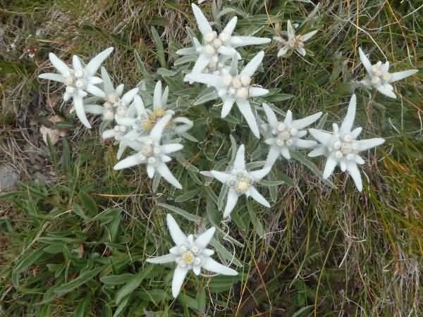 Trekking am Gran Paradiso