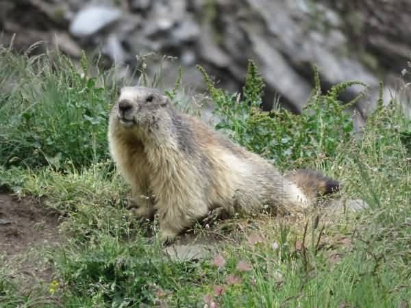 Trekking am Gran Paradiso