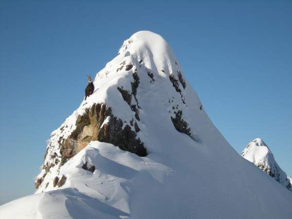 Guide ski rando Grand Massif Flaine en groupe