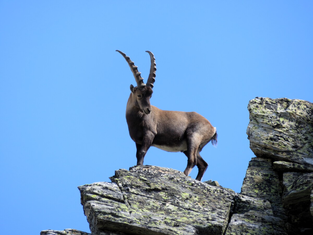 3000er Gipfel im Val d'Ayas