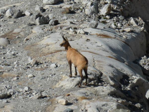 Refuge Monzino et Torino en 3 jours - Via Ferrata - Glacier au pied des géants du Mont-Blanc