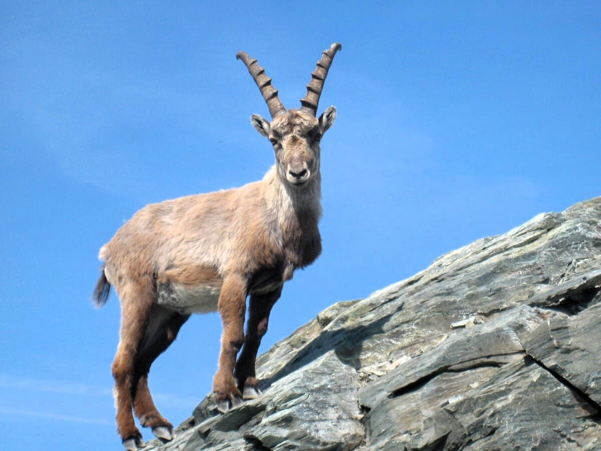 Sommets du Mont-Rose en 3 jours depuis Gressoney