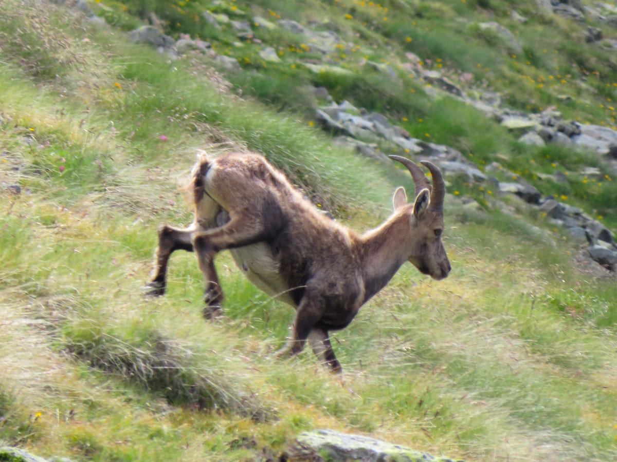 Sommets du Mont-Rose en 3 jours depuis Gressoney